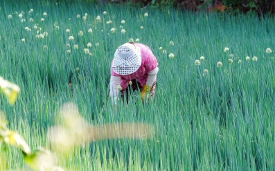 鄉村地區整體規劃問答集